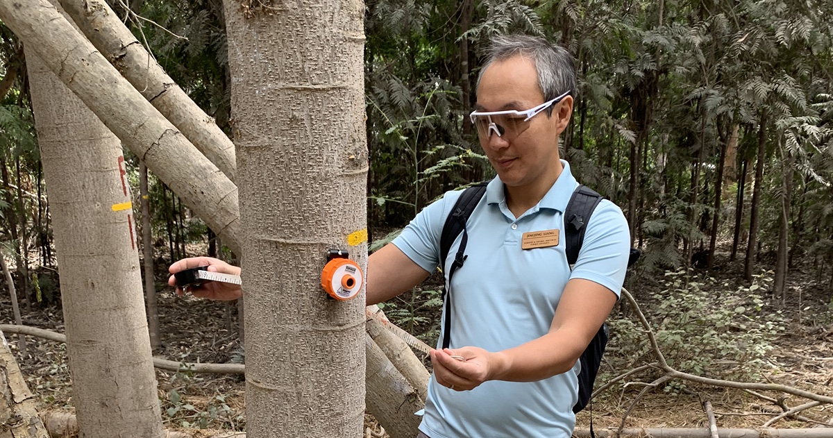 Man measures trees in forest.