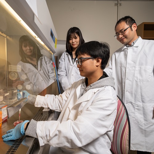 From left, lab members Jieun Woo, Dekun Cheng and professor Weicang Wang look under the sterile hood of their lab at a petri dish.