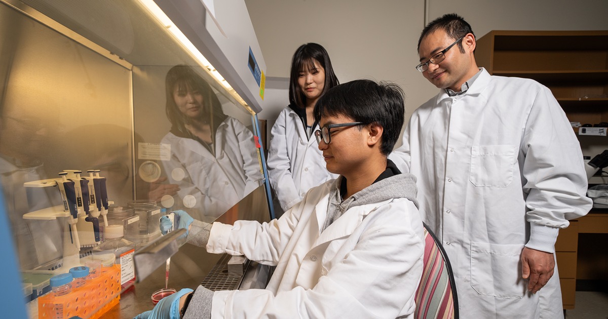 From left, lab members Jieun Woo, Dekun Cheng and professor Weicang Wang look under the sterile hood of their lab at a petri dish.
