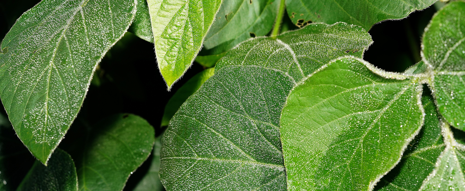 Soybean leaf