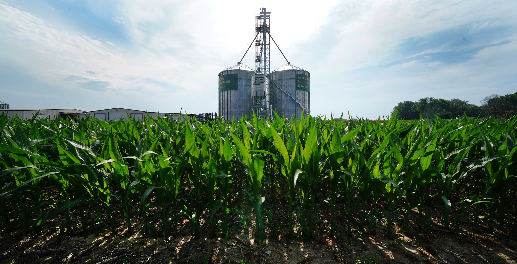 Indiana farmer combining corn in the fall