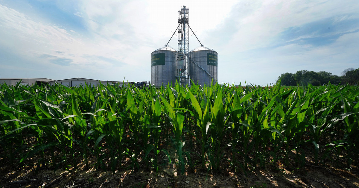 grain bins with tall corn