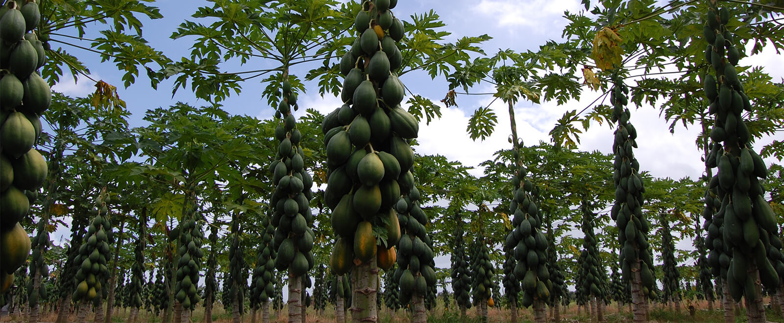 Papayas