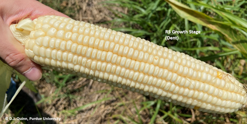 r5-corn-1536x776.png