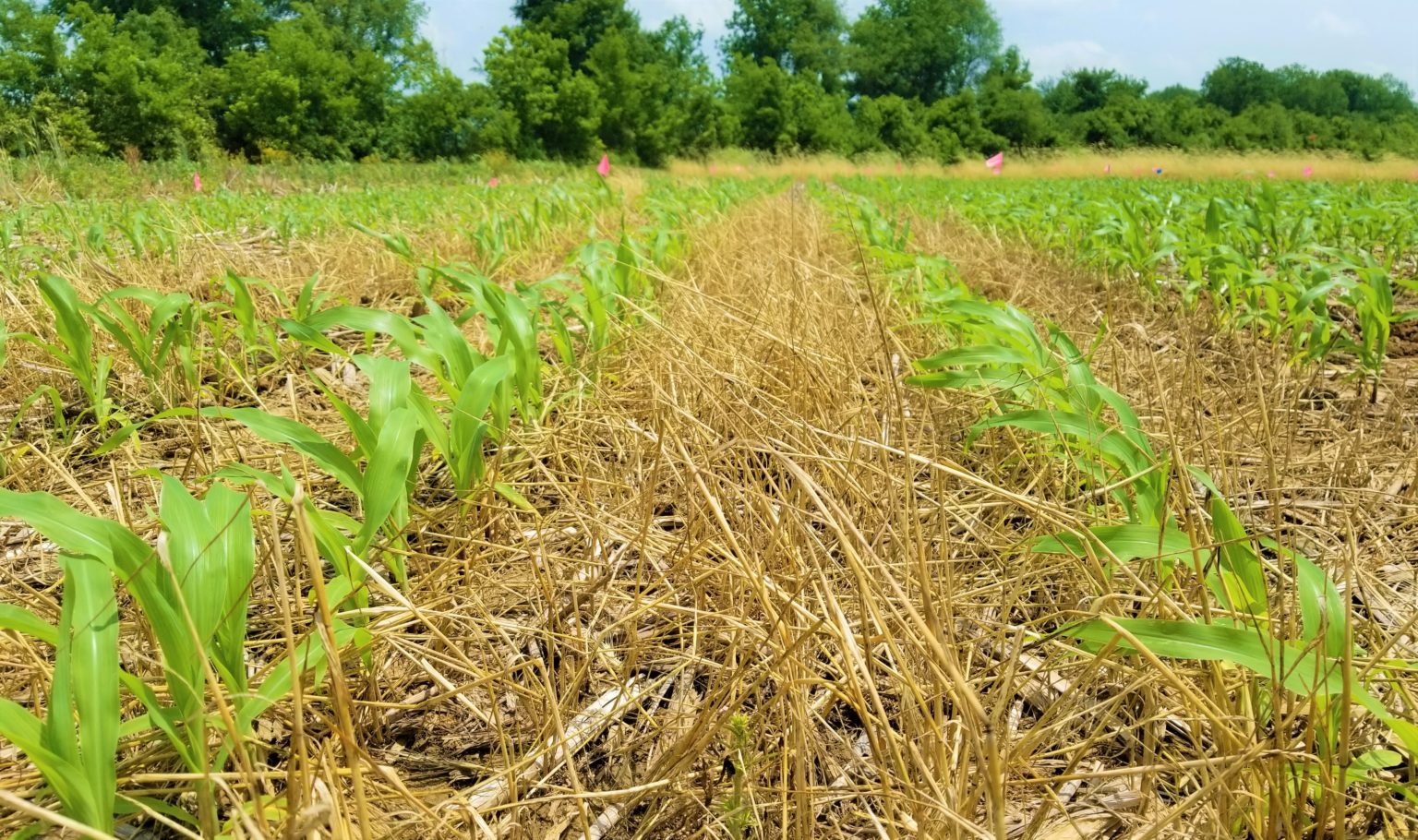 corn field