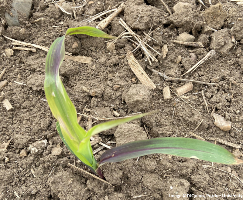 purple corn