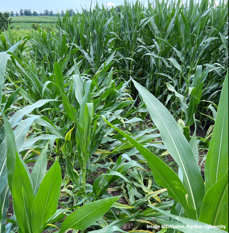 root lodged corn