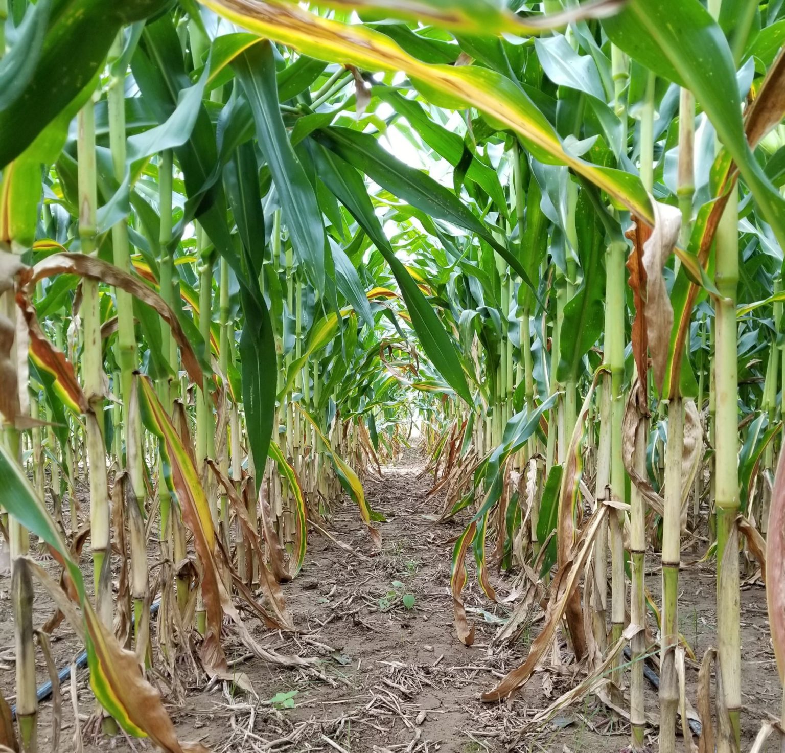 corn field