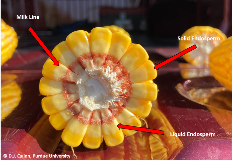 r5-corn-milk-line-768x537.png