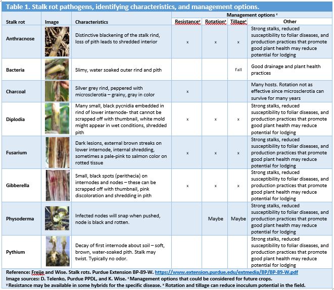 stalk-rot-diseases.jpg