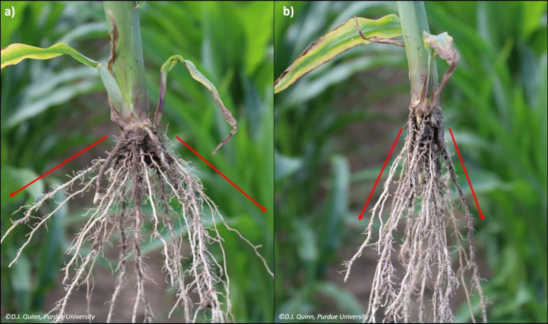 cornrootscompaction-1536x910.png