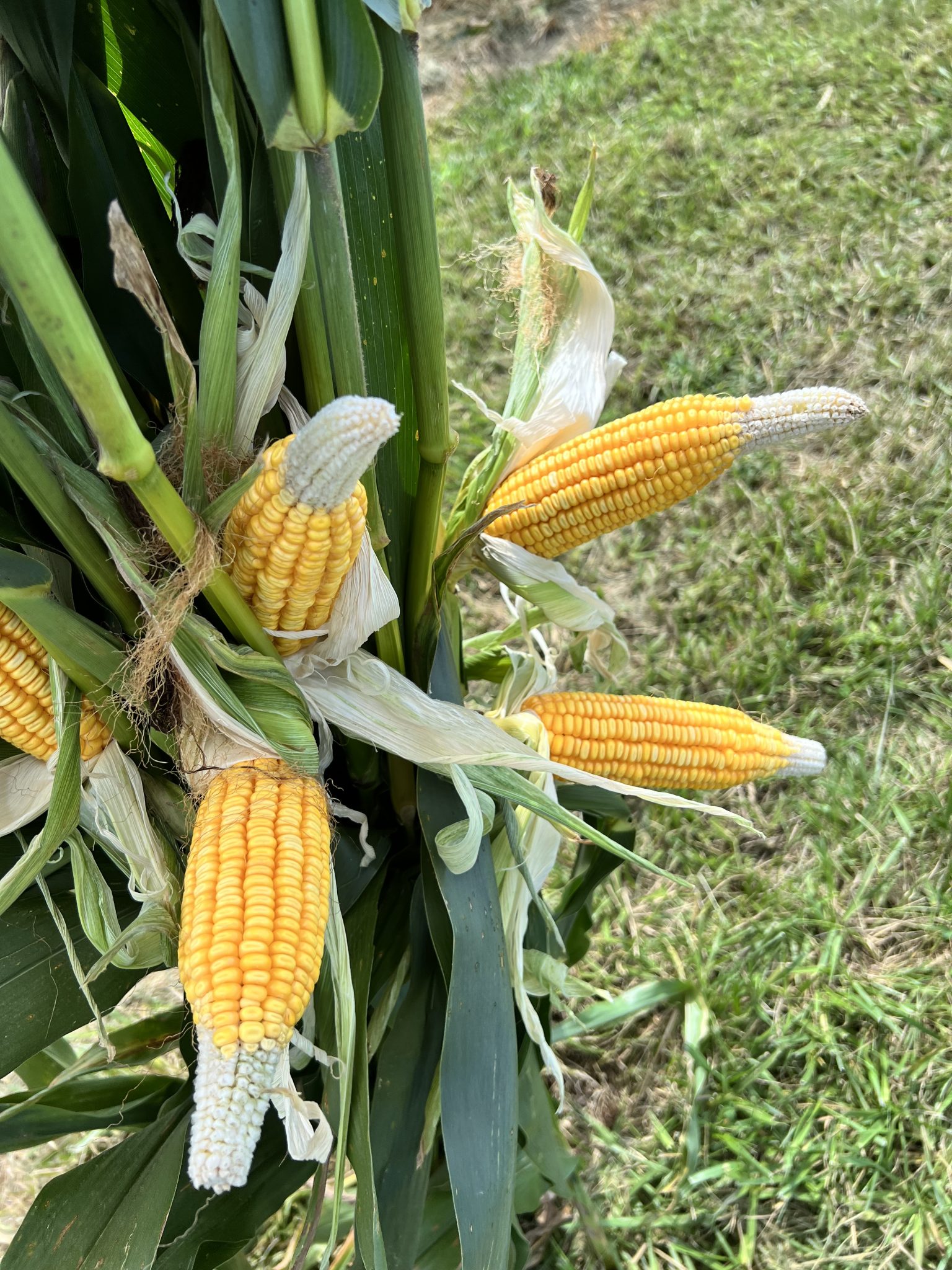 corn tip back