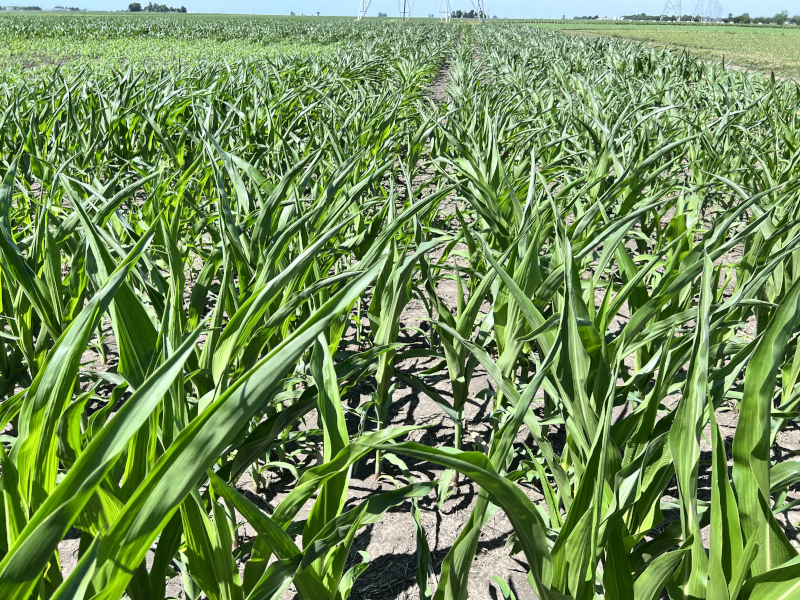 corn drought stress