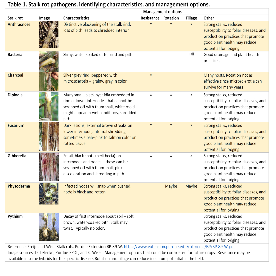 stalkrot-table_2023.jpg