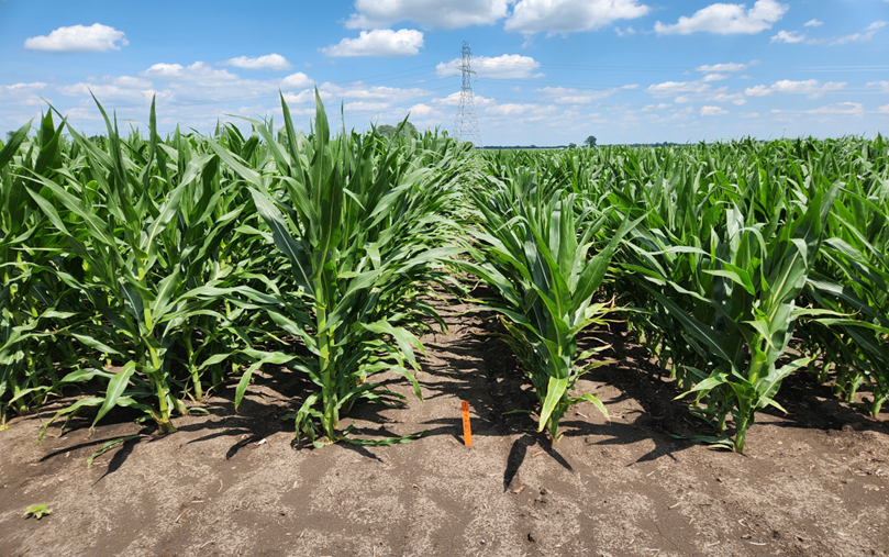 field comparison of short and full stature corn