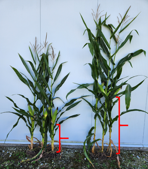 short-corn and full-corn side-by-side comparison