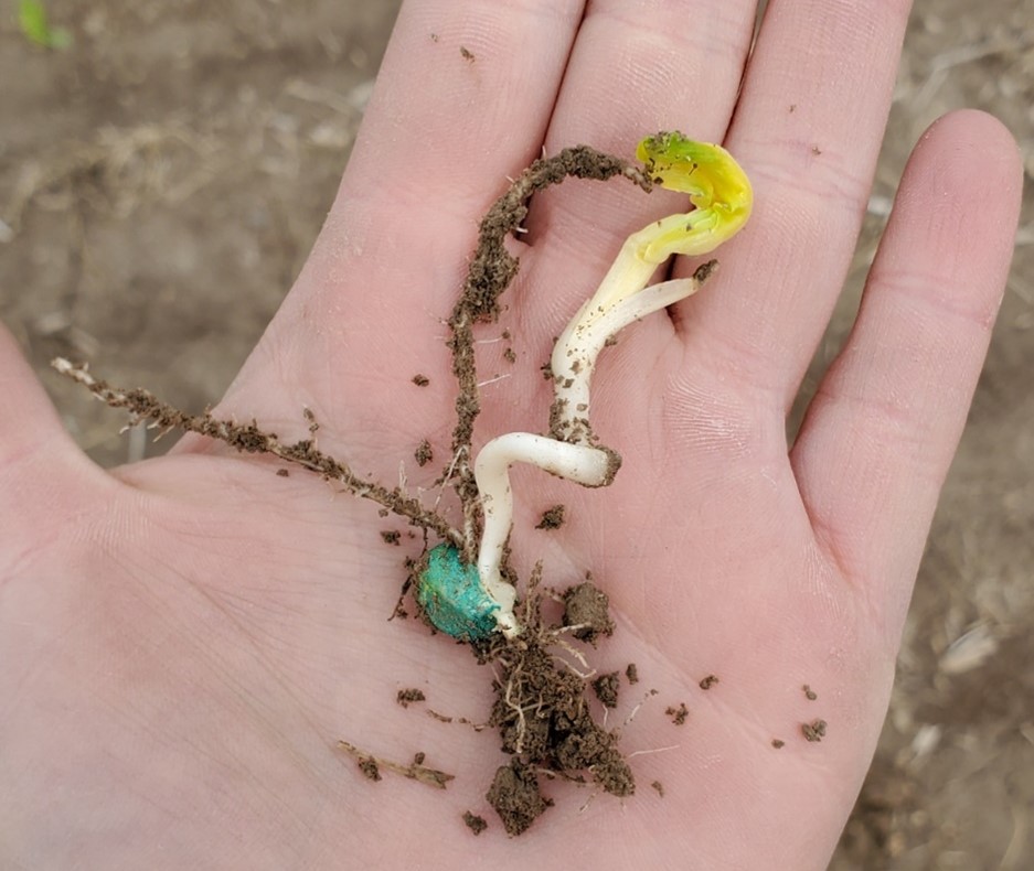 corn seedling mesocotyl corkscrewing in hand