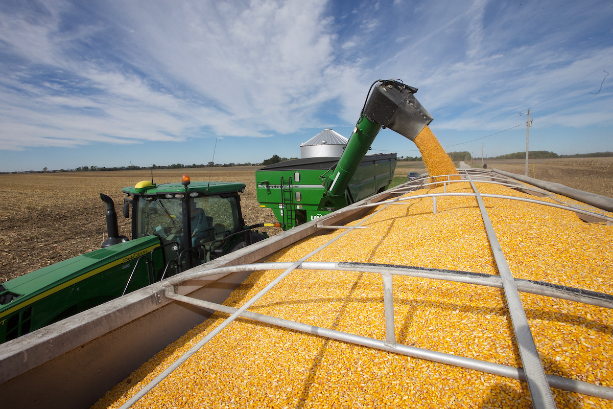 corn harvest unloading into semi trailer