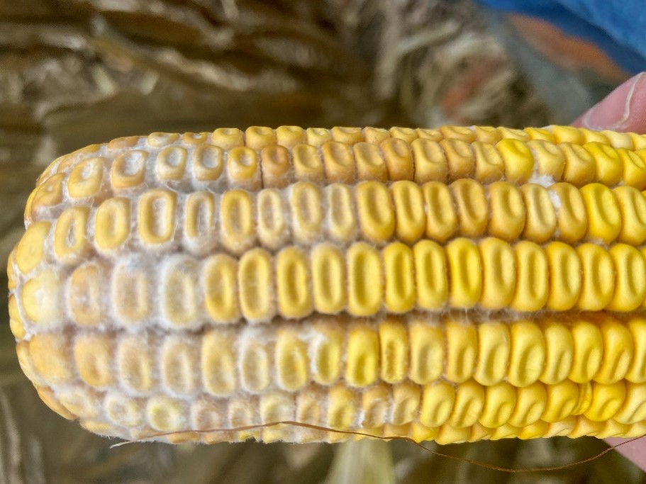 Diplodia ear rot on corn