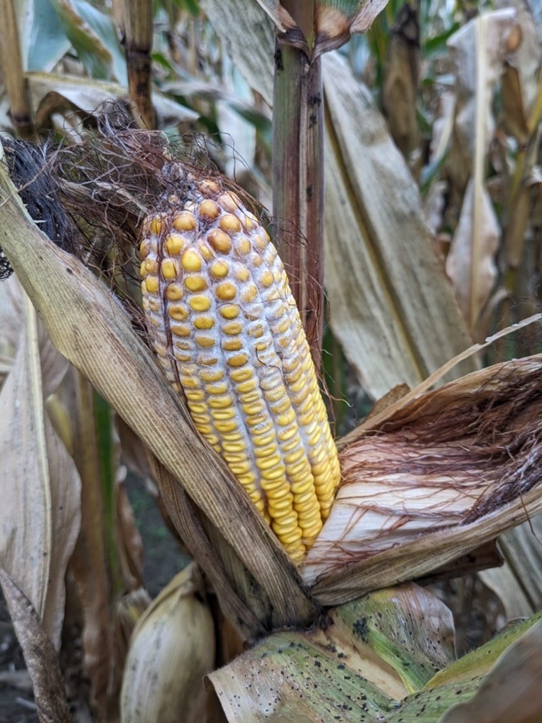 Gibberella ear rot on corn