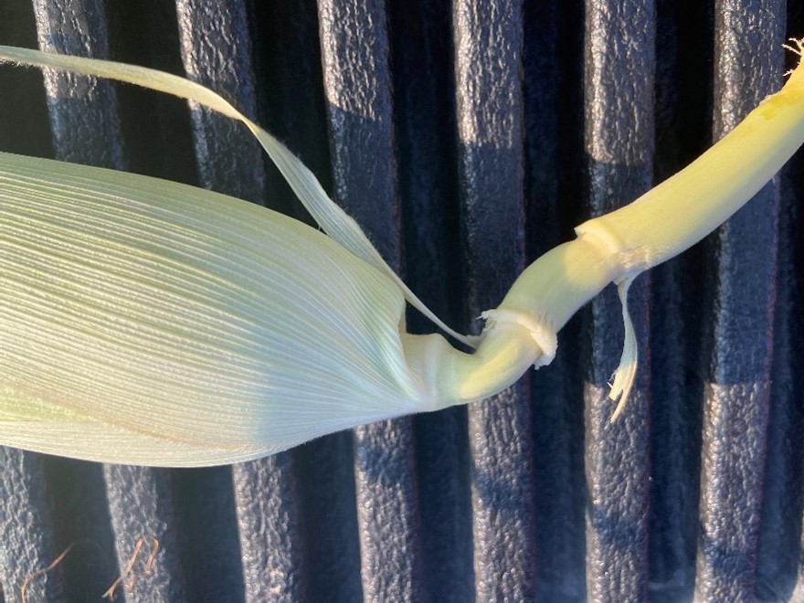 collapsed or "kinked" ear shank resulting in premature ear drop on drought stressed corn plants