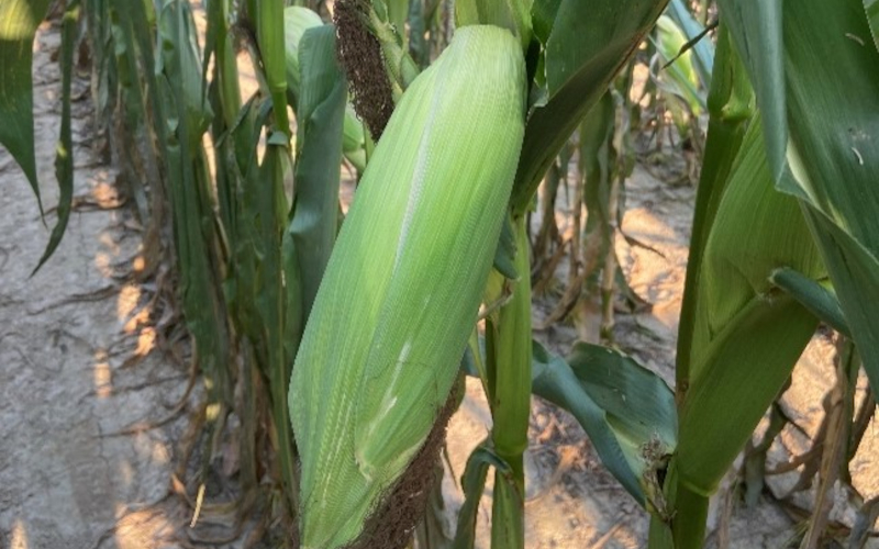 premature ear drop symptoms on drought stressed corn