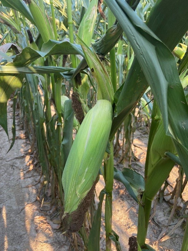 premature ear drop symptoms on drought stressed corn plants