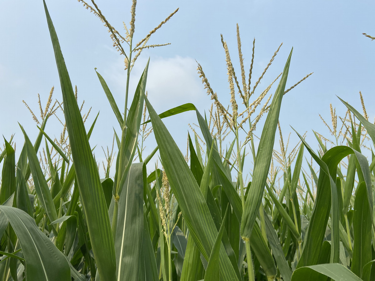 corn tassels in field