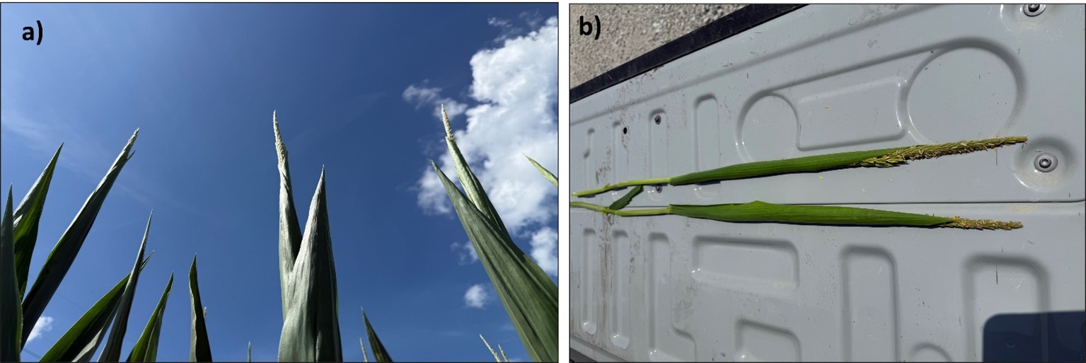 Presence of tassel wrapping occurring in corn