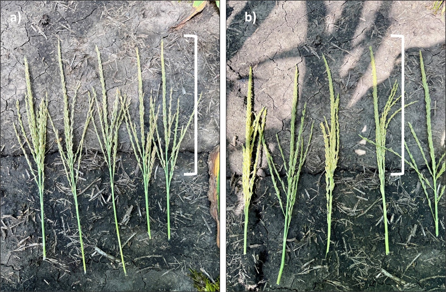 Tassel size and morphology differences between different hybrids