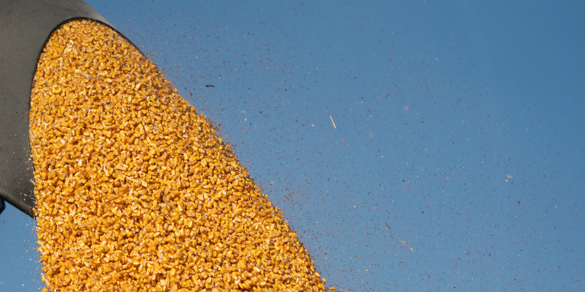 corn being ejected from a chute on a harvester