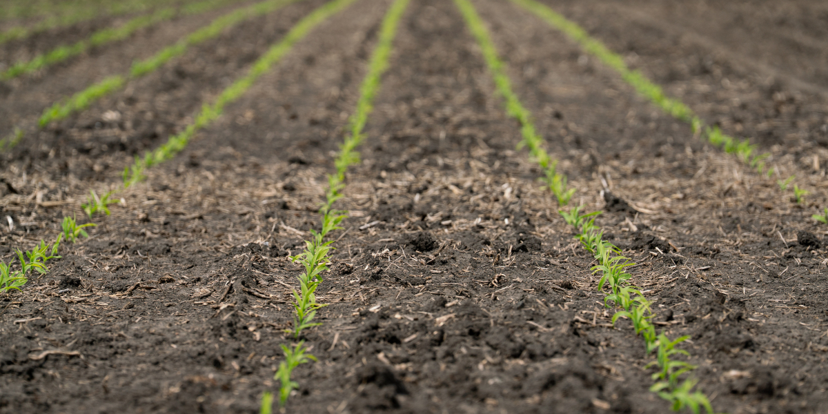 Corn Seedlings in Field