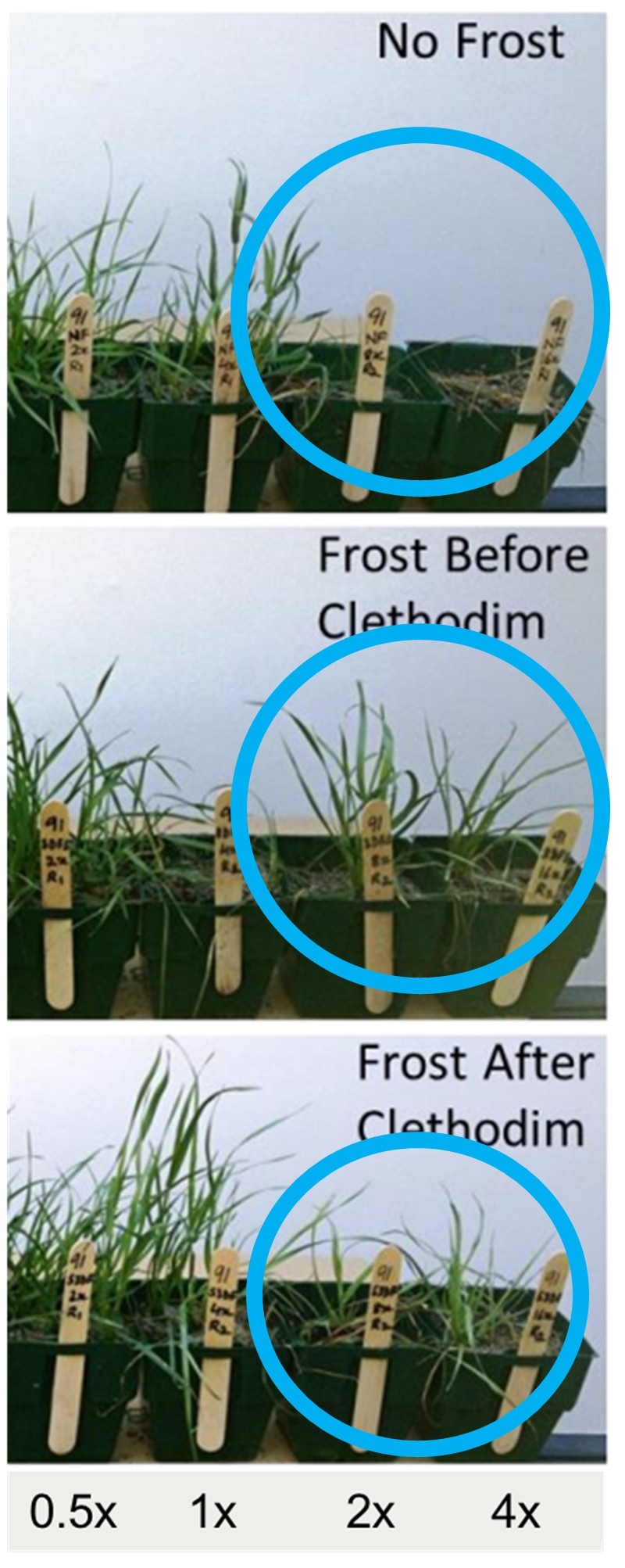 Effect of a frost event for 3 nights before or after a clethodim application on annual ryegrass control with low-level resistance. 
