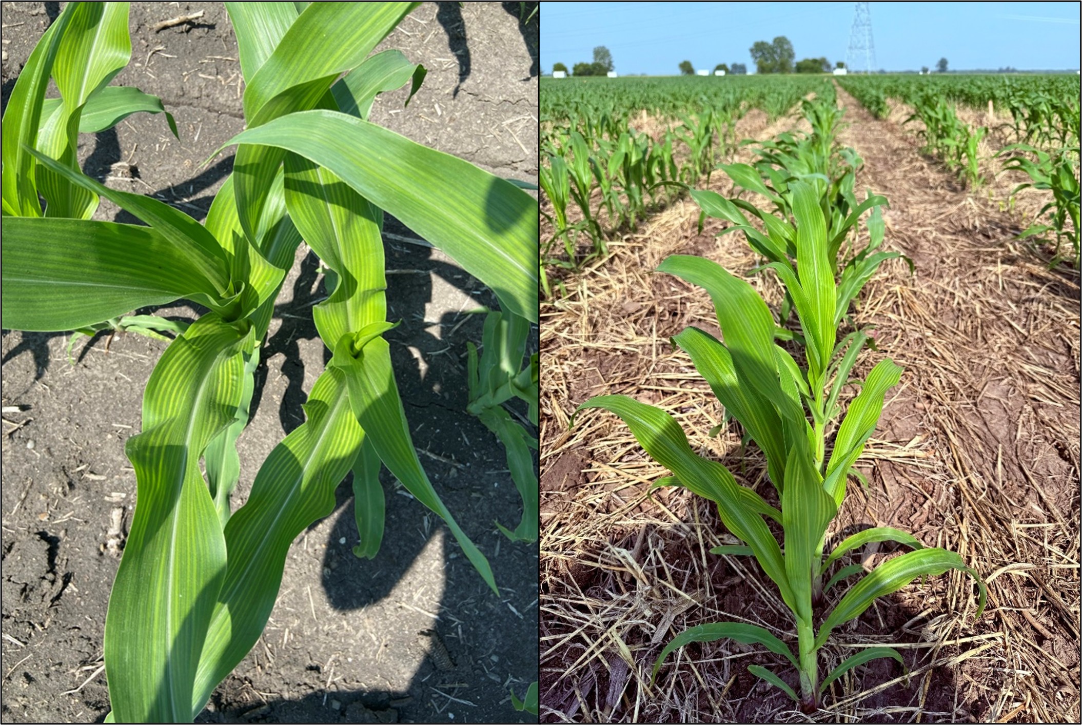 Pictures showing sulfur deficiency on corn with yellowing strips