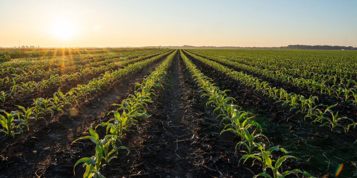 Corn Mid-Growth in a Field at Sunrise
