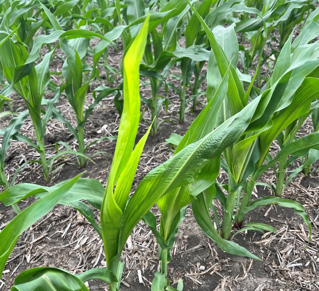 Bright yellow leaves present in corn experiencing rapid growth syndrome in 2024.