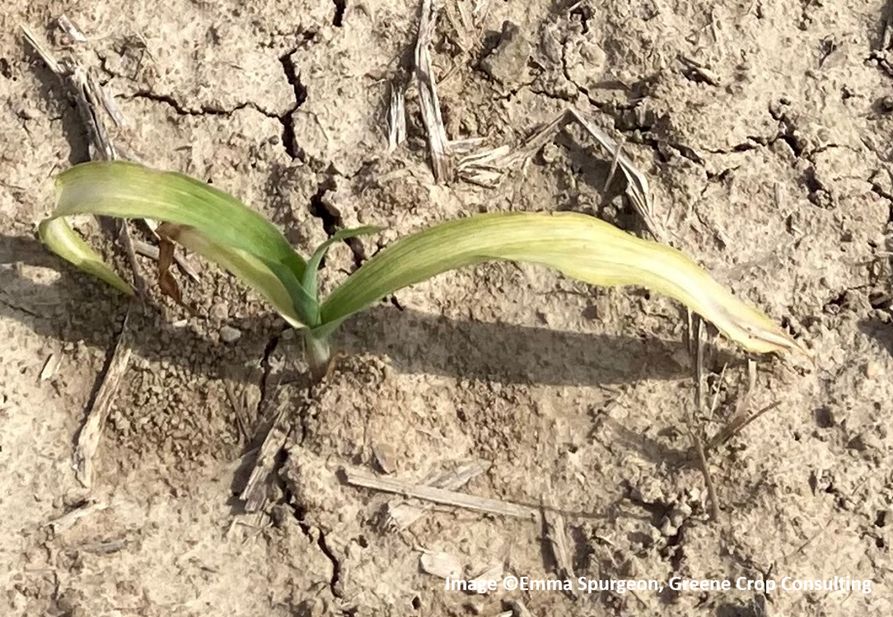 Corn-at-the-V2-growth-stage-exhibiting-symptoms-of-white-corn-leaves