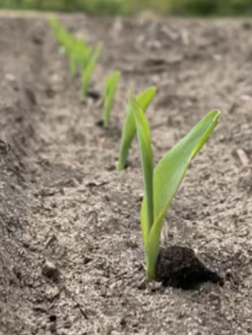 Figure depicts a “picket fence” stand of  even emergence