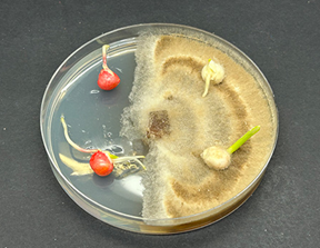 Illustrates the impacts of treated seed