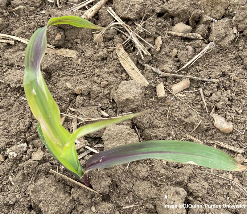 Purple-corn-leaf-symptoms-observed-on-V2-corn