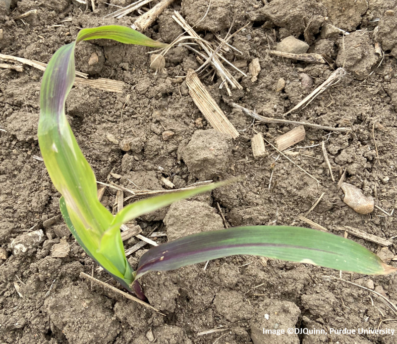 Purple corn leaf symptoms observed on V2 corn in Northern Indiana in 2021 caused by the build up of anthocyanin in the corn leaves due to cool temperatures