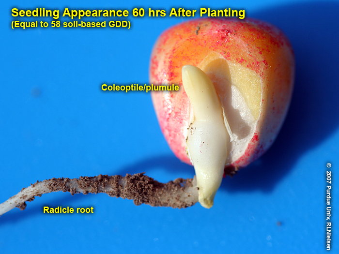 Seedling appearance 60 hrs (58 GDD) after planting.
