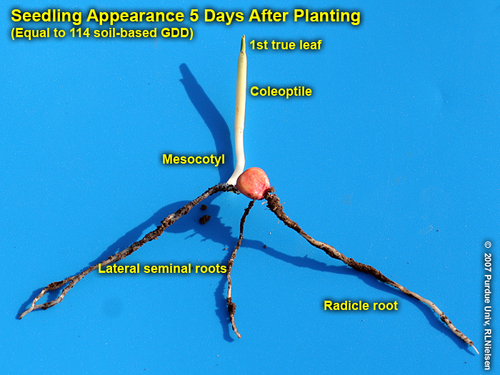 Seedling emergence 5 days (114 GDD) after planting.