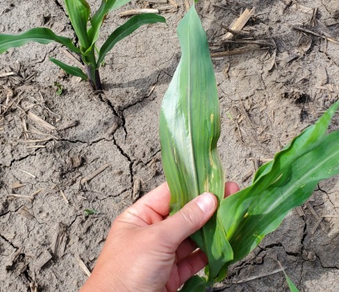 Silver-corn-leaf-symptoms-observed-on-V4-corn