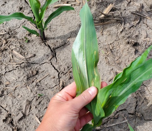 Silver corn leaf symptoms observed on V4 corn in central Indiana in 2023. Photo taken by Rachel Stevens.
