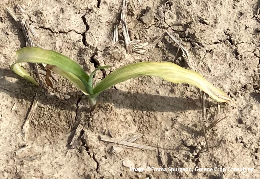 Corn at the V2 growth stage exhibiting symptoms of white corn leaves caused by stressful early-season conditions in 2021. Photo taken by Emma Spurgeon.