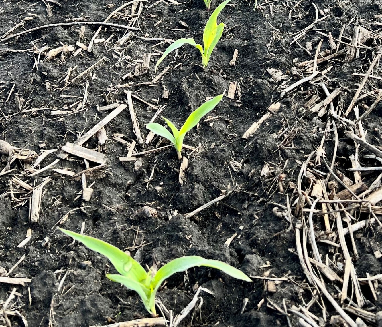 Young corn plants exhibiting a yellow-green color early in the growing season. West Lafayette, IN 2025.