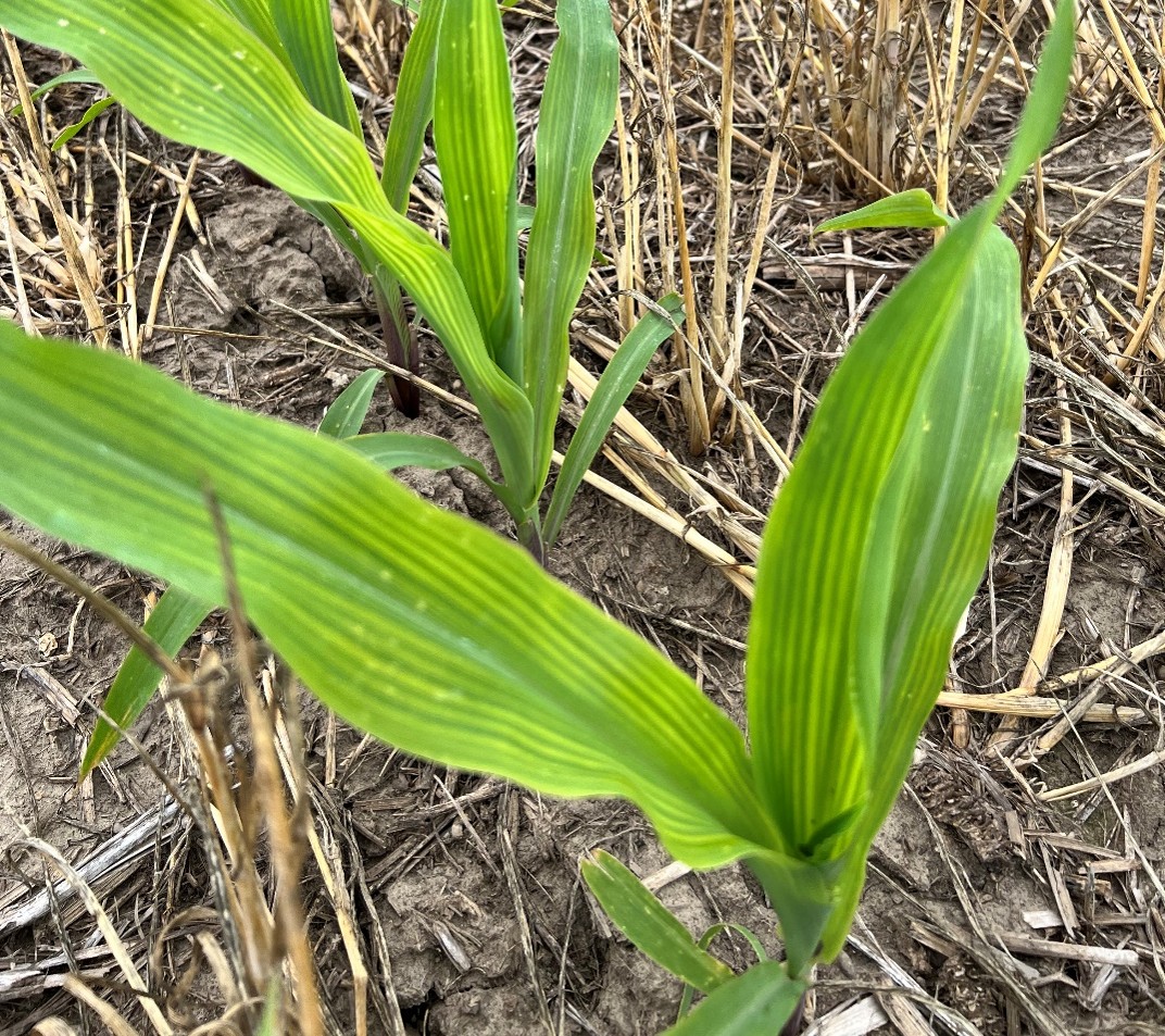 Upper leaf yellowing and striping occurring in V4 corn in Central Indiana following a rye cover crop in 2024.