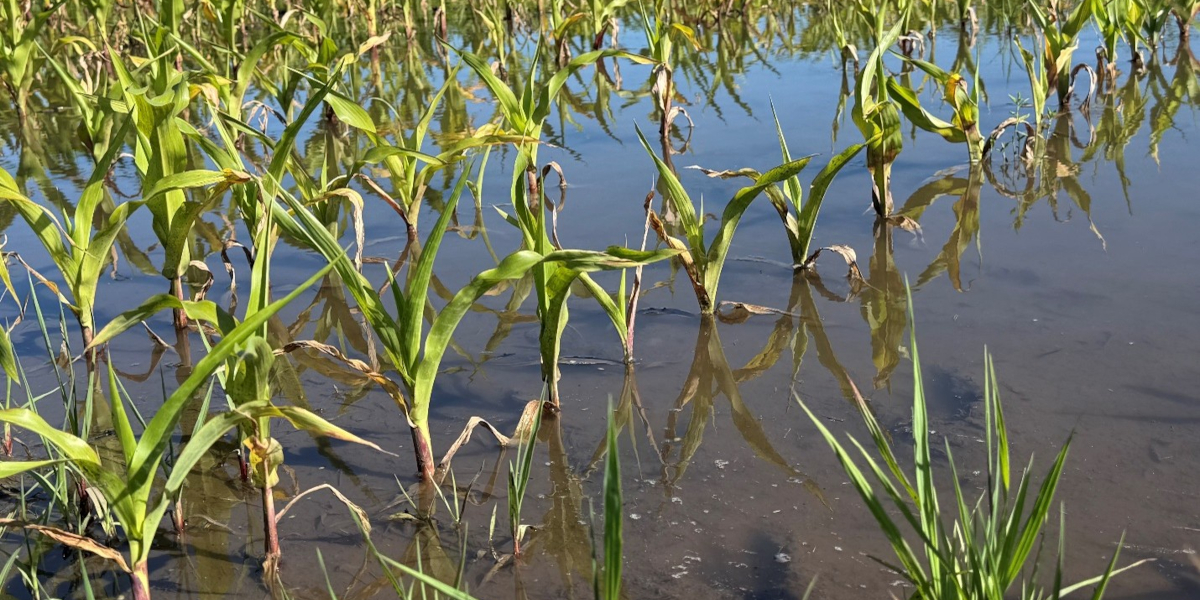 Standing water and flood damaged corn on June 23rd, 2026 in West Lafayette, IN.