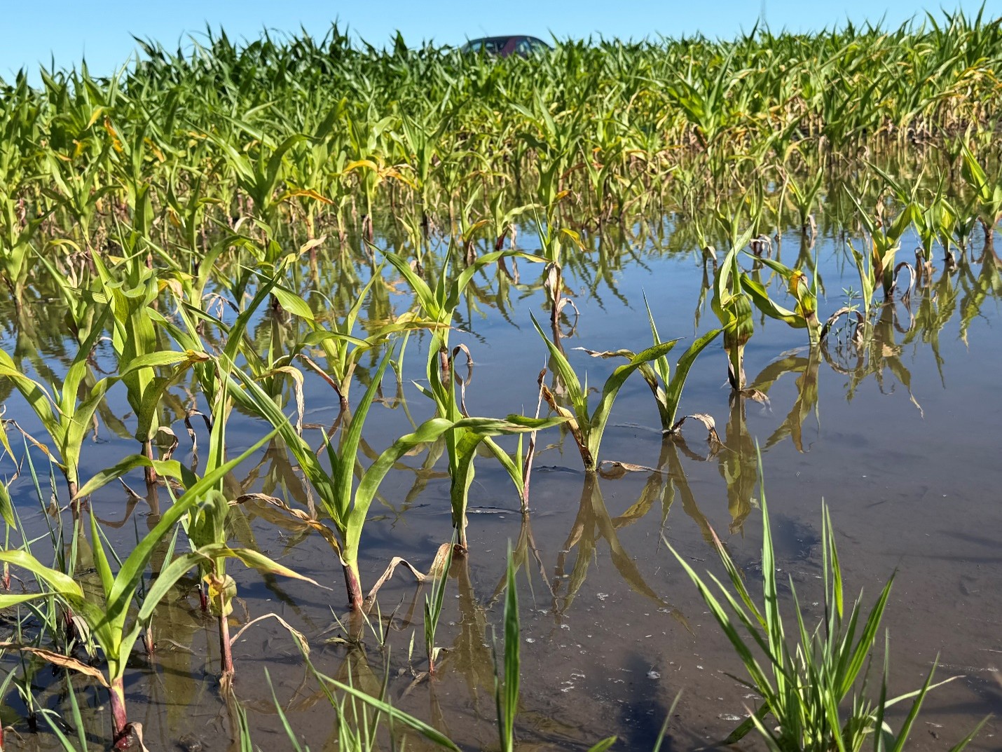 Standing water and flood damaged corn on June 23rd, 2026 in West Lafayette, IN.